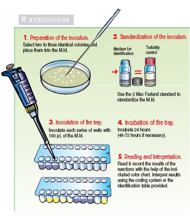 Fungichrom Methodology