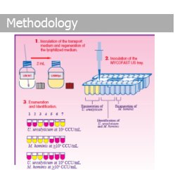 How to identify and enumerate a sample in one simple test